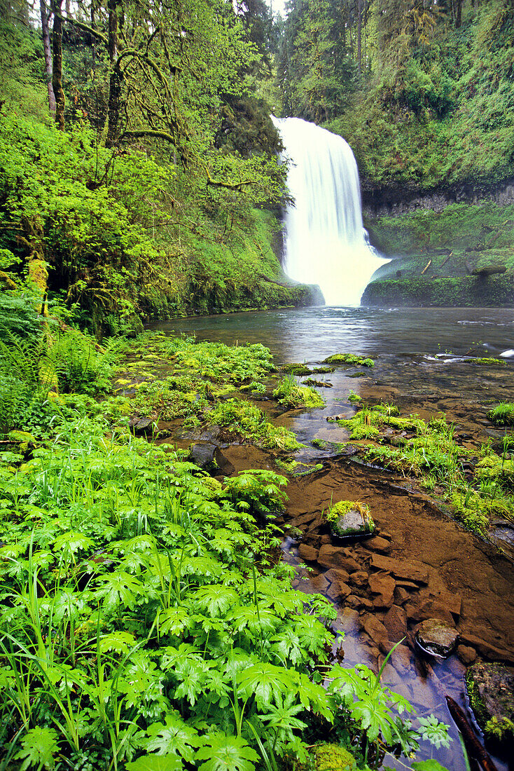 A waterfall in a lush forest falling into a stream in Silver Falls State Park,Oregon,United States of America