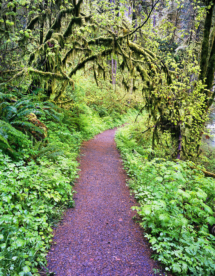 Ein Pfad, der durch einen Wald mit üppigen Pflanzen und moosbewachsenen Bäumen im Silver Falls State Park, Oregon, Vereinigte Staaten von Amerika führt