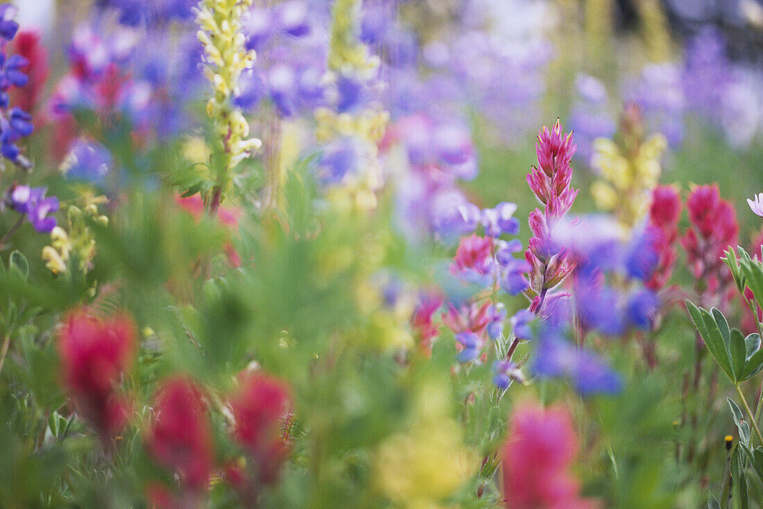 Nahaufnahme von farbenprächtigen Wildblumen auf einer Wiese im Mount Rainier National Park, Washington, Vereinigte Staaten von Amerika