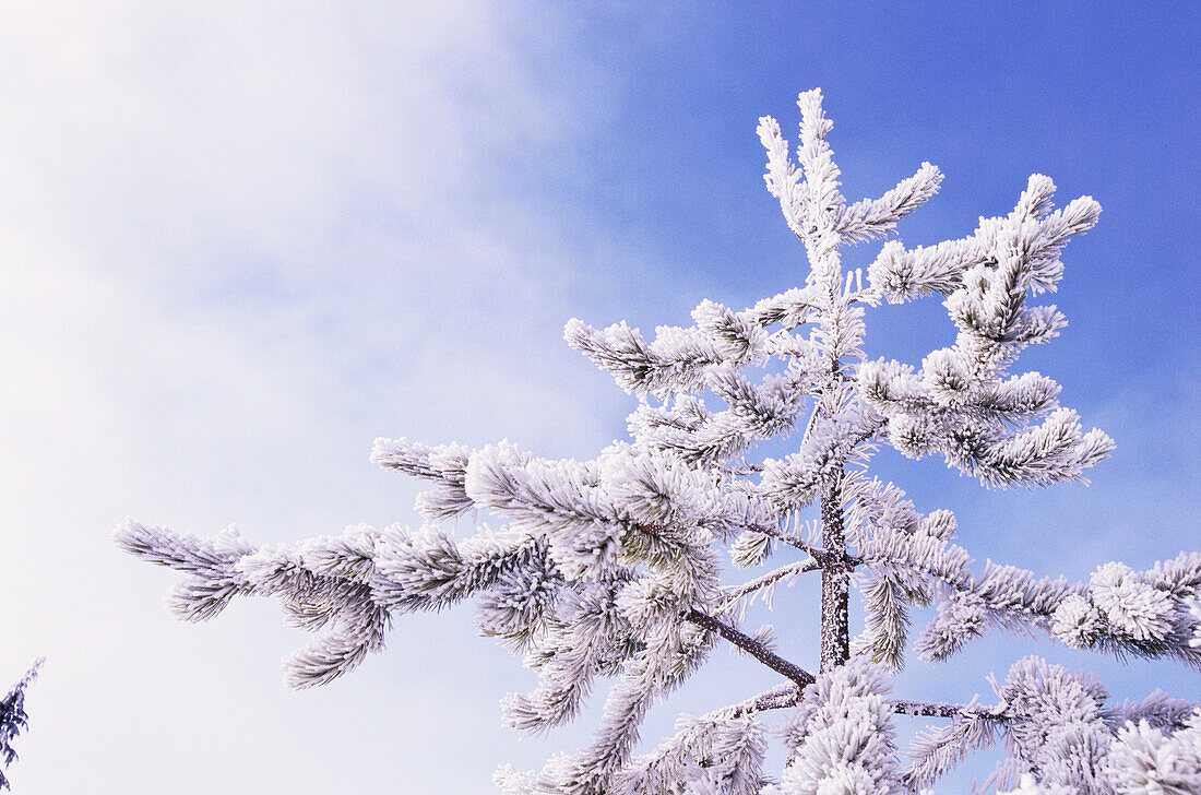 Heavy frost covers the needles and branches of a coniferous tree against a blue sky with cloud,Oregon,United States of America