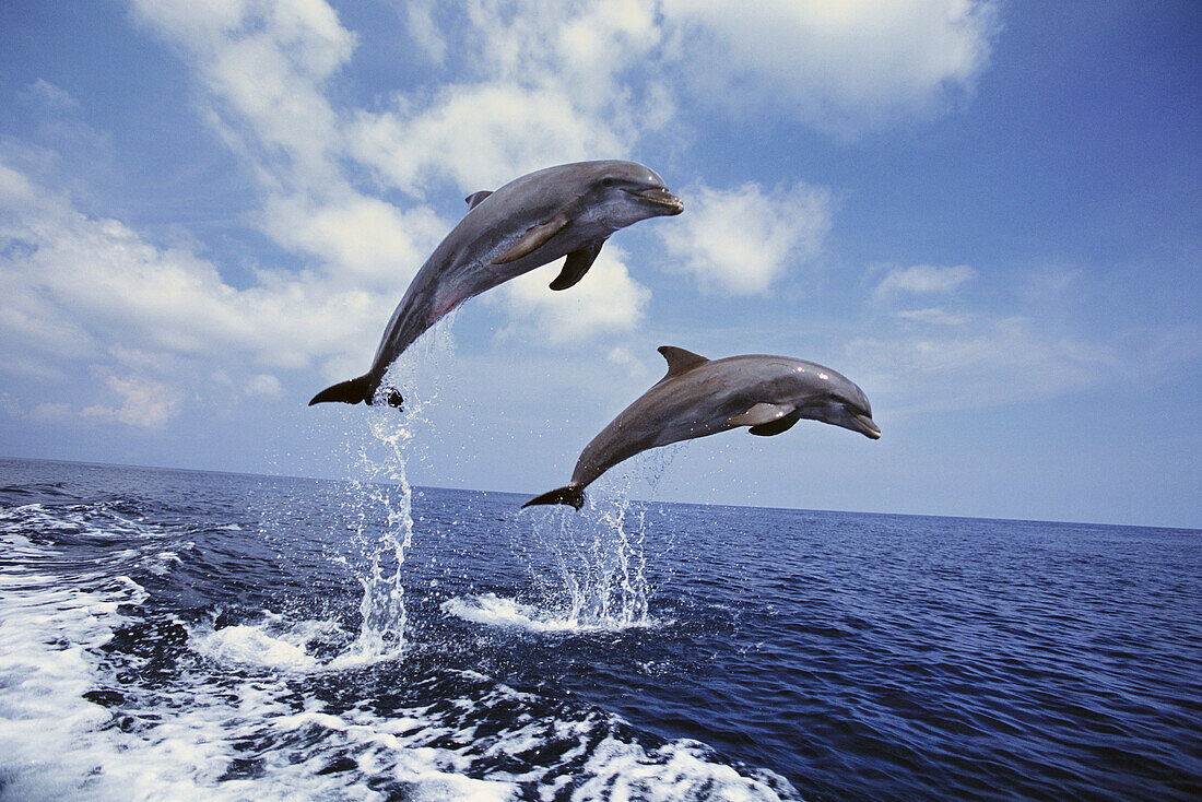 Two bottlenose dolphins leap side by side from tropical water in the Caribbean