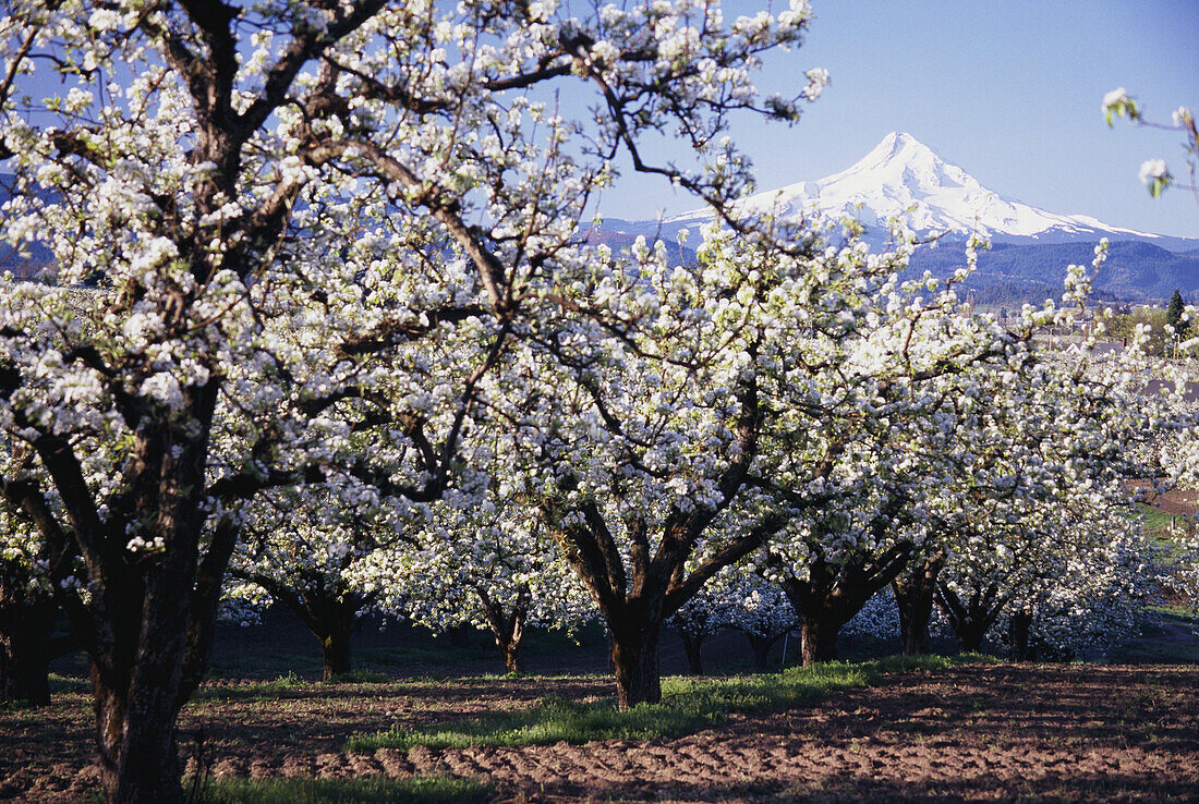 Blühende Apfelbäume in einem Obstgarten im Vordergrund mit dem schneebedeckten Gipfel des Mount Hood im Hintergrund, Oregon, Vereinigte Staaten von Amerika