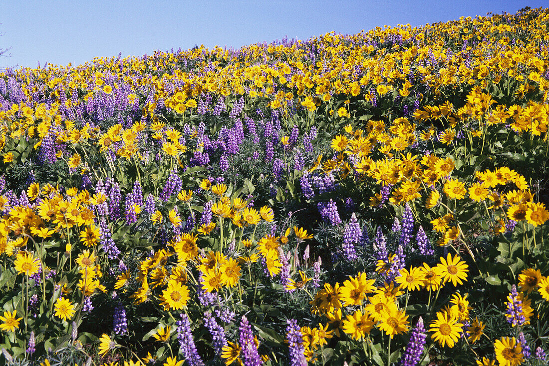 Yellow daisies and purple lupins blossoming in abundance in a meadow with blue sky,Oregon,United States of America