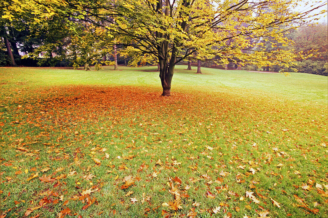 Autumn leaves litter the ground below a tree in a park,Happy Valley,Oregon,United States of America