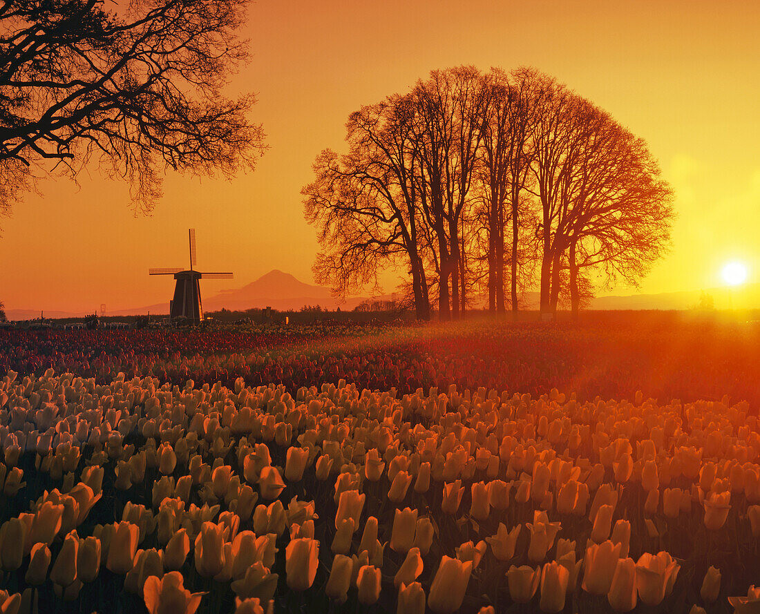 Tulpen auf einem Feld im goldenen Sonnenlicht bei Sonnenuntergang mit einer Silhouette einer Windmühle, Bäumen und dem entfernten Mount Hood von der Wooden Shoe Tulip Farm aus gesehen, Woodburn, Oregon, Vereinigte Staaten von Amerika