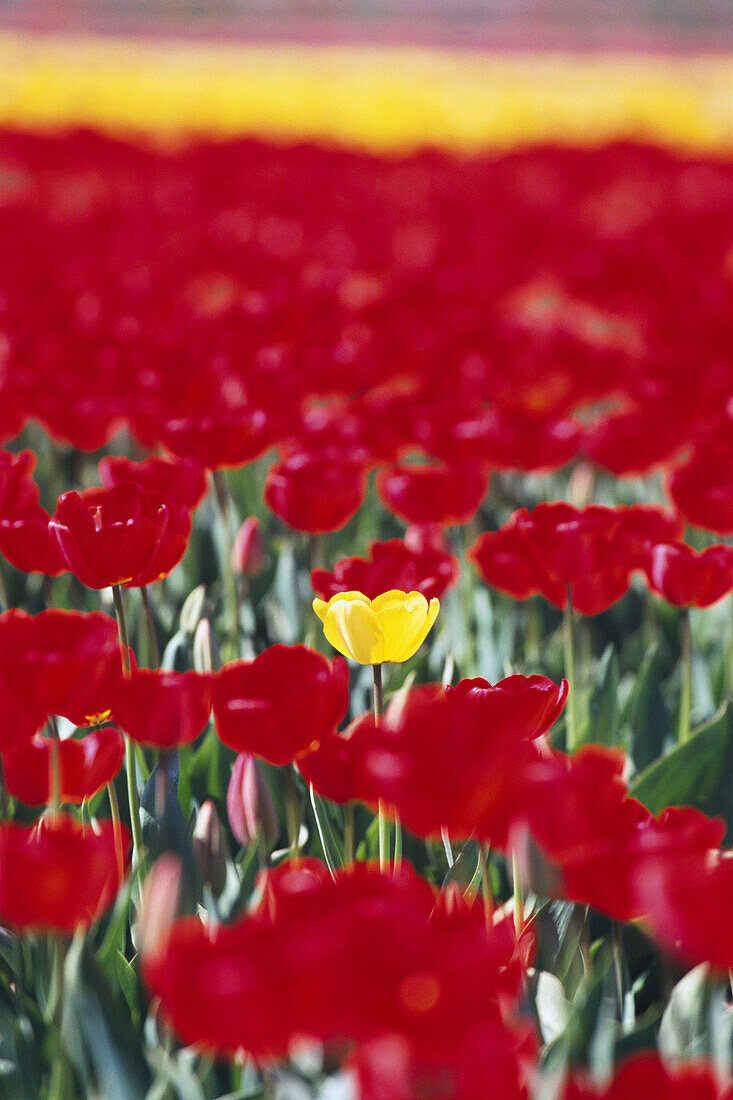 Eine einsame gelbe Tulpe inmitten der leuchtend roten Tulpen, Wooden Shoe Tulip Farm, Woodburn, Oregon, Vereinigte Staaten von Amerika