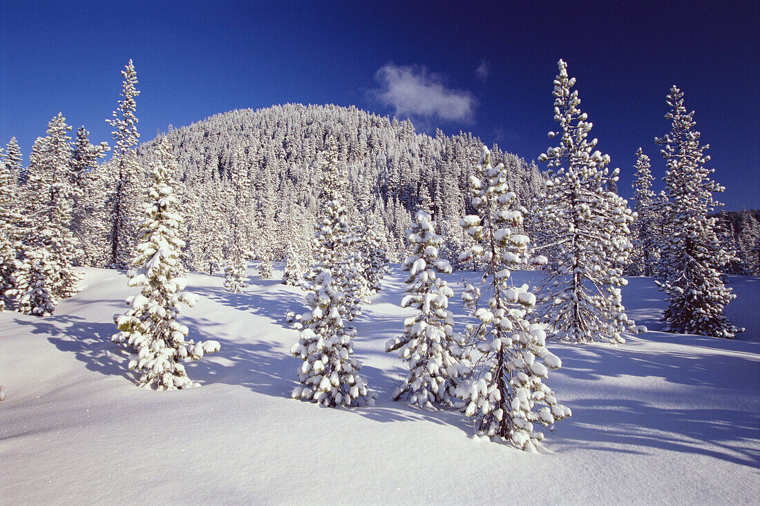 Evergreen Trees Covered in Snow,Mount Hood National Forest,Oregon,USA,Oregon,United States of America