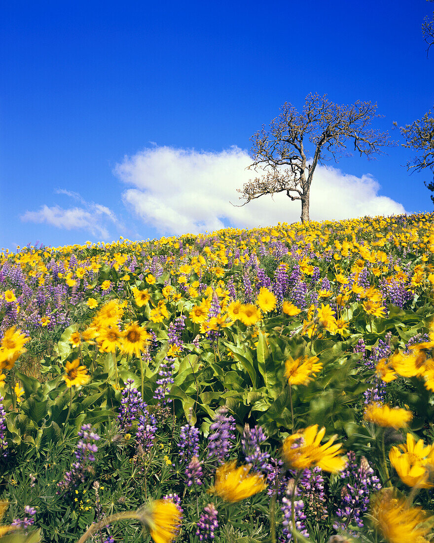 Blossoming wildflowers in purple and yellow,Arrowleaf balsamroot and Lupines,in a meadow in the Columbia River Gorge,Oregon,United States of America