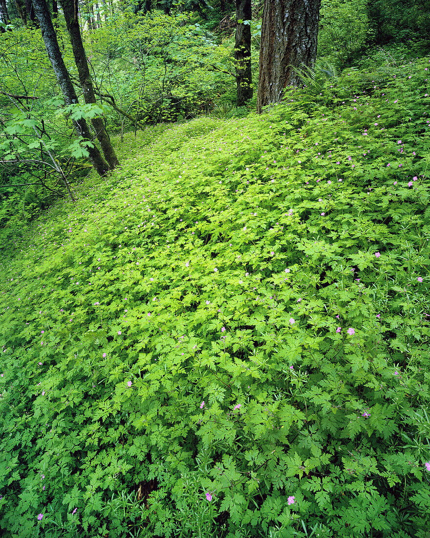 Dichtes, üppiges Laub auf dem Waldboden in der Columbia River Gorge, Oregon, Vereinigte Staaten von Amerika