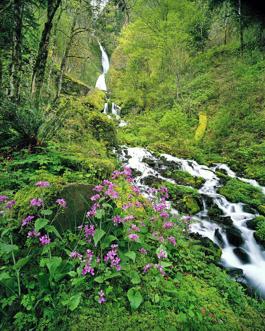 Wahkeena Falls with lush foliage and wildflowers in Mount Hood National Forest in the Columbia River Gorge,Oregon,United States of America
