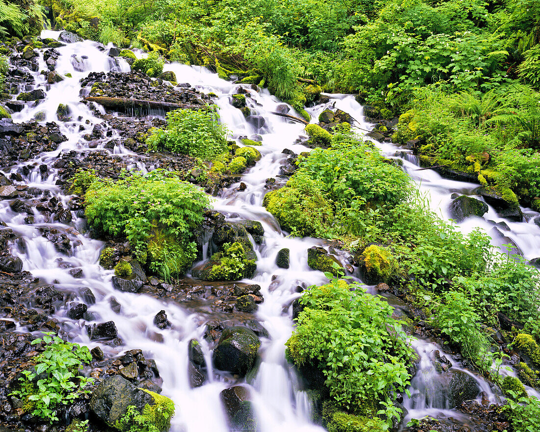 Cascades over rock with lush foliage in the Columbia River Gorge,Oregon,United States of America