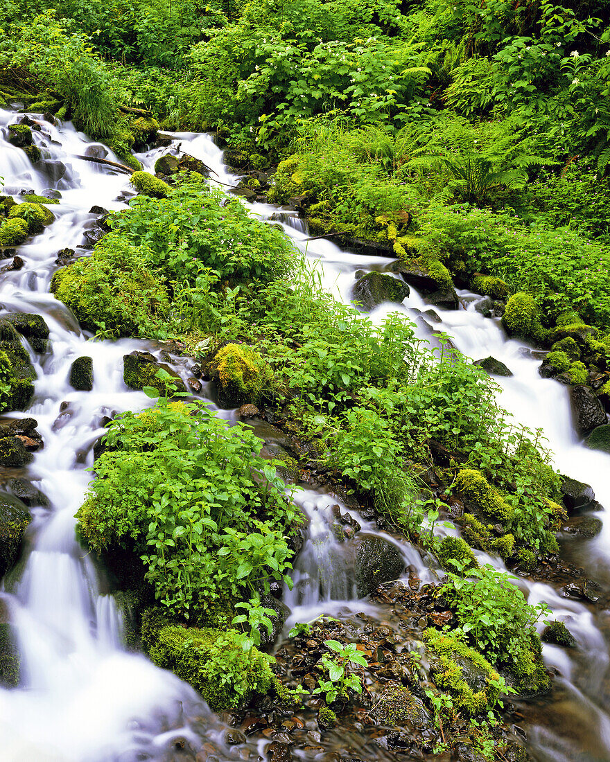 Cascades over rock with lush foliage in the Columbia River Gorge,Oregon,United States of America