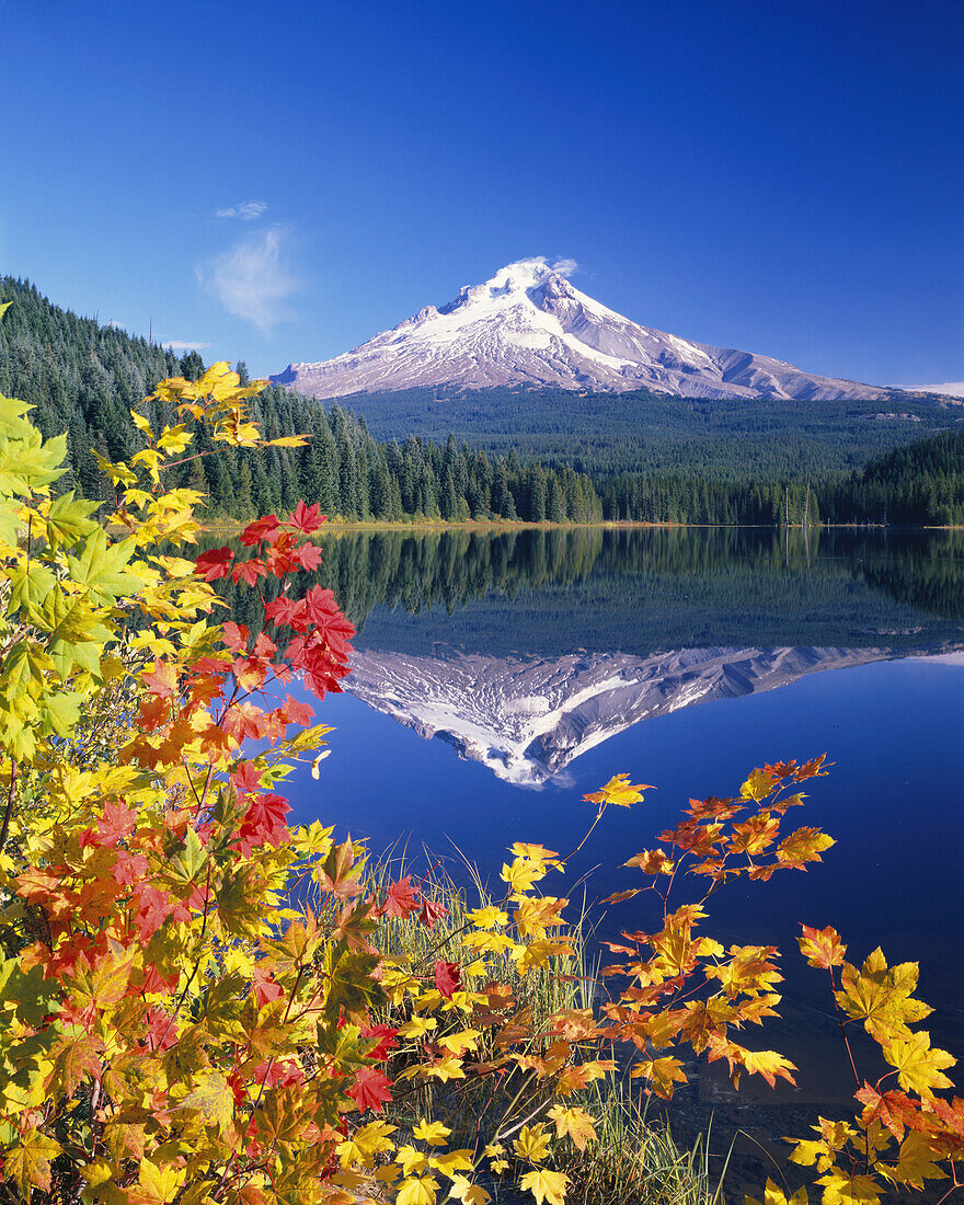 Mount Hood spiegelt sich im Trillium Lake im Mount Hood National Forest im Herbst,Oregon,Vereinigte Staaten von Amerika