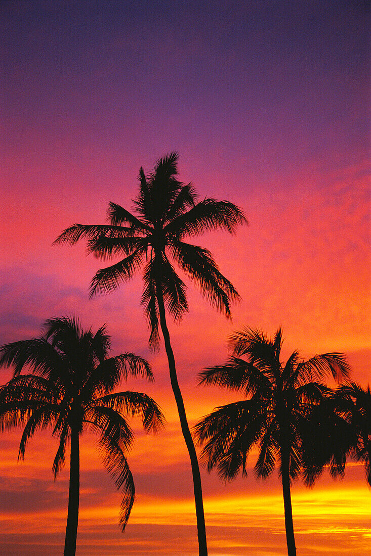 Drei silhouettierte Palmen mit einem dramatisch leuchtenden Himmel bei Sonnenuntergang, Honolulu, Oahu, Hawaii, Vereinigte Staaten von Amerika