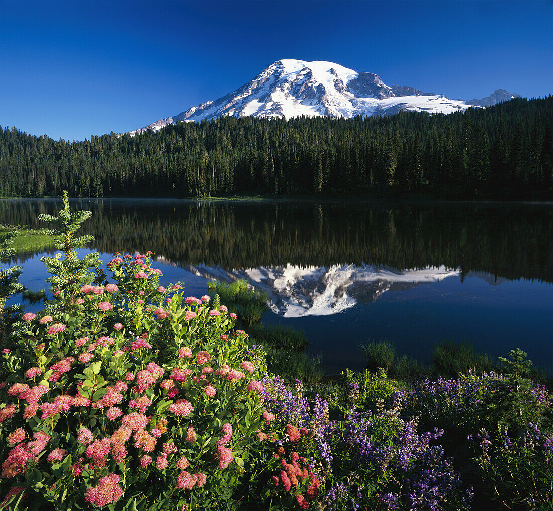 Schneebedeckter Mount Rainier und Wald spiegeln sich in einem ruhigen See mit blühenden Wildblumen im Vordergrund, Mount Rainier National Park, Washington, Vereinigte Staaten von Amerika