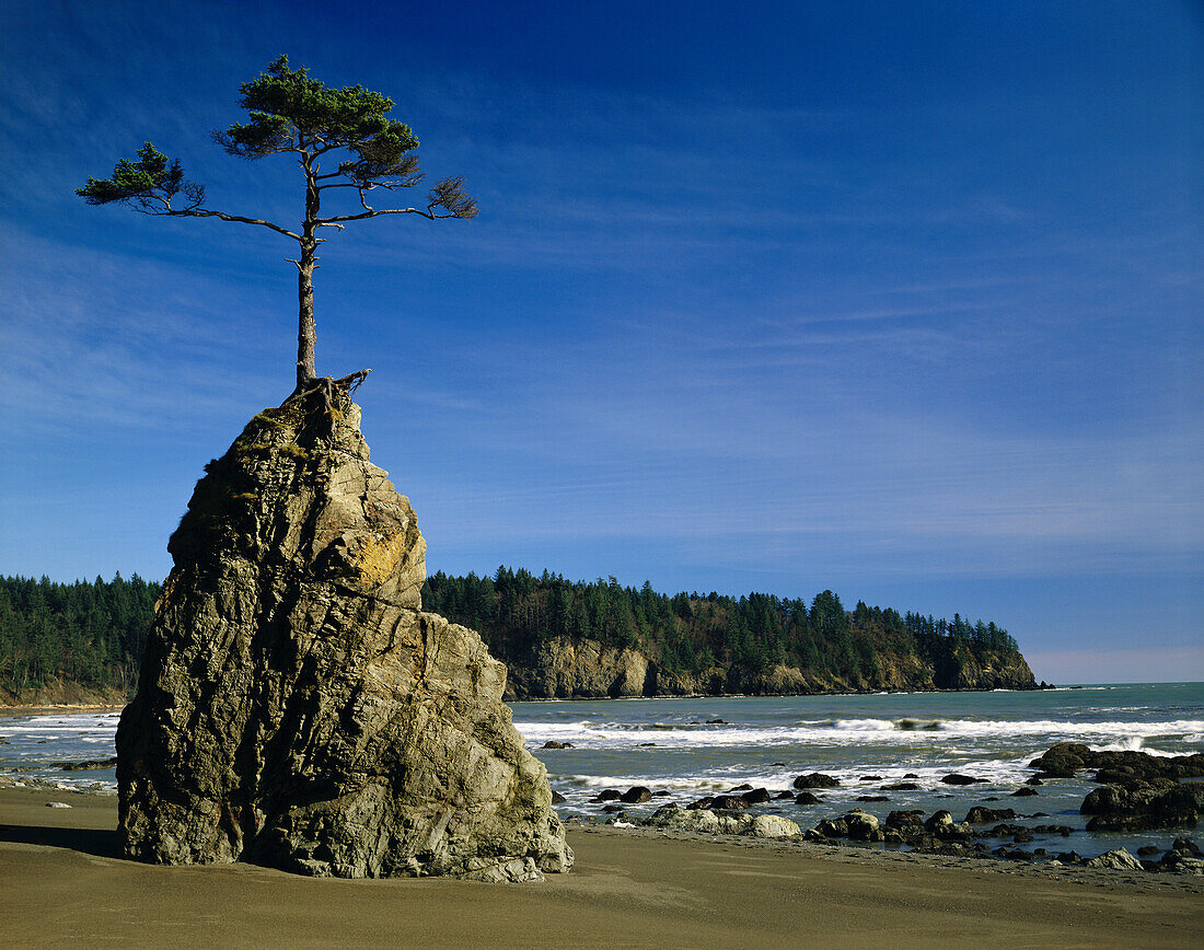 A tree grows from the top of a rugged rock formation on a beach along the Washington coast,Washington,United States of America