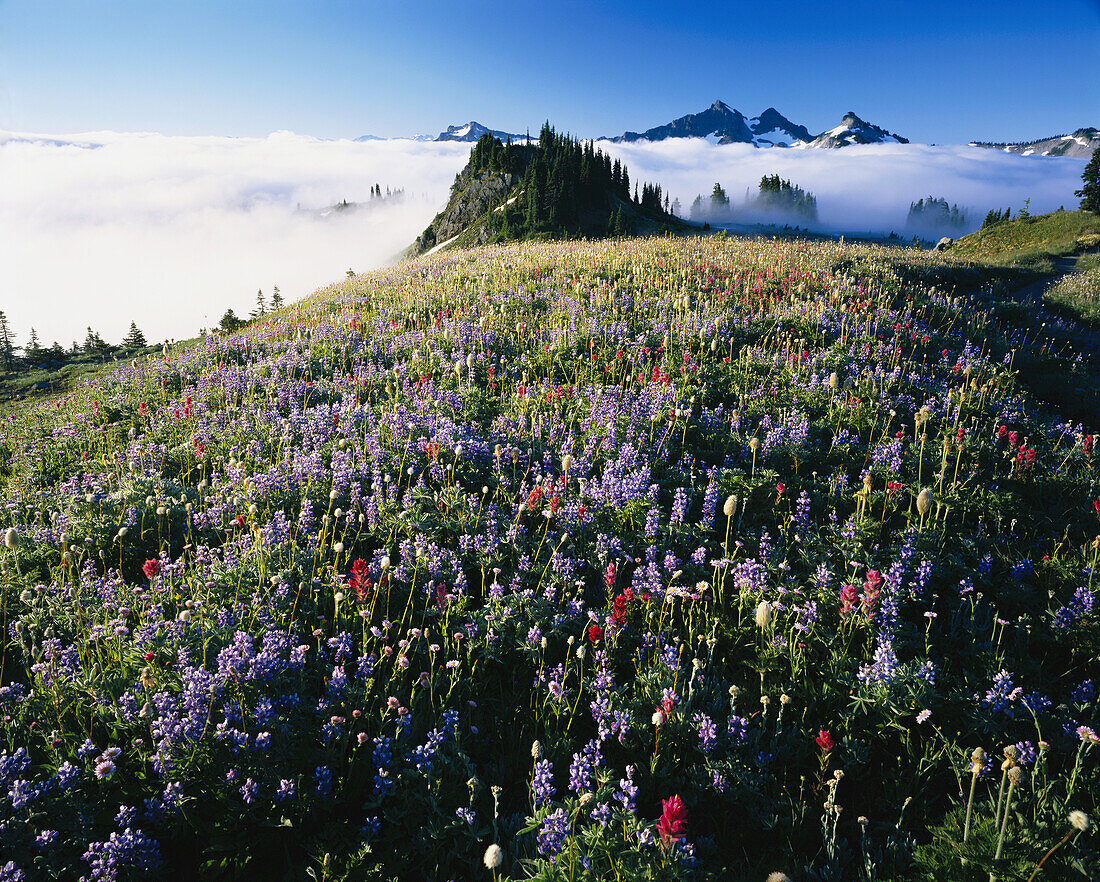 Blühende Wildblumen auf einer alpinen Wiese in großer Höhe, während die Wolken über der Landschaft liegen und die zerklüfteten Gipfel der Cascade Range im Mount Rainier National Park zeigen, Washington, Vereinigte Staaten von Amerika
