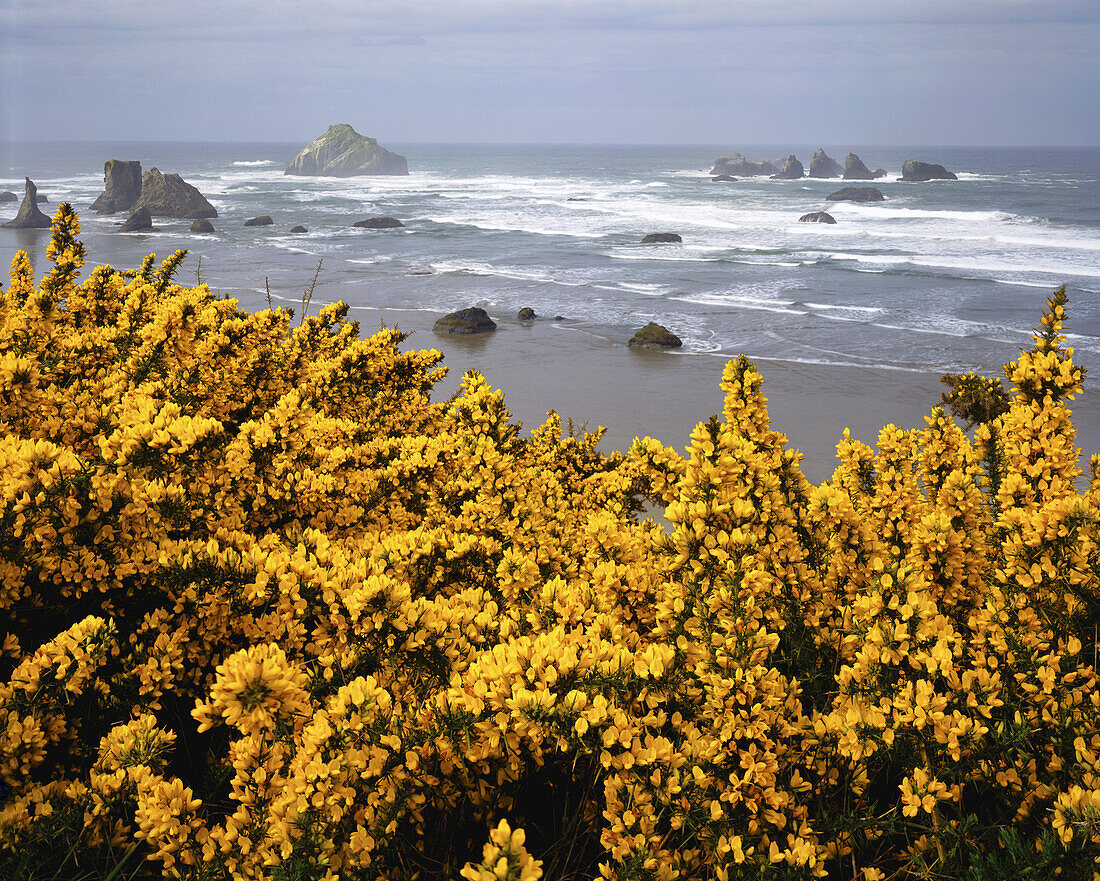 Beach and rock formations along the Oregon coast in Bandon State Park,Oregon,United States of America