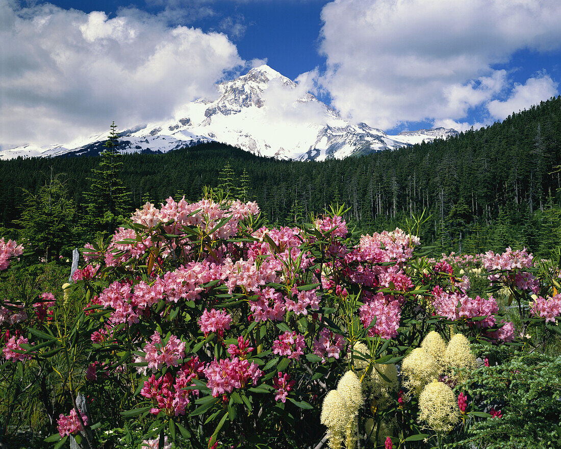 Blühende Wildblumen, Rhododendren und Bärengras, im Vordergrund mit dem majestätischen Mount Hood im Hintergrund im Mount Hood National Forest, Oregon, Vereinigte Staaten von Amerika