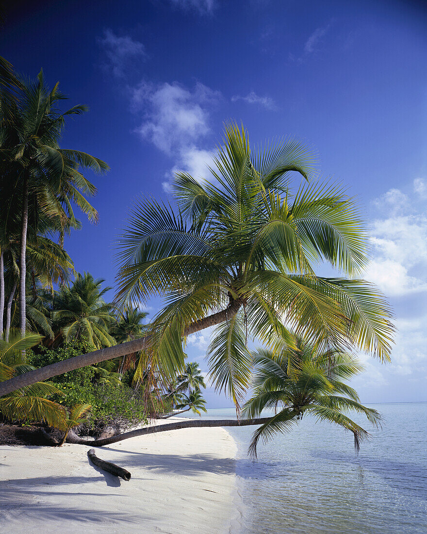 Palmen, die sich an einem weißen Sandstrand im Indischen Ozean biegen, Malediven