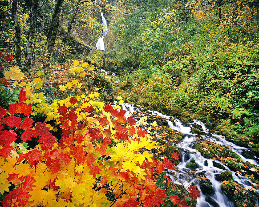 Wahkeena Falls im Herbst im Mount Hood National Forest, Oregon, Vereinigte Staaten von Amerika