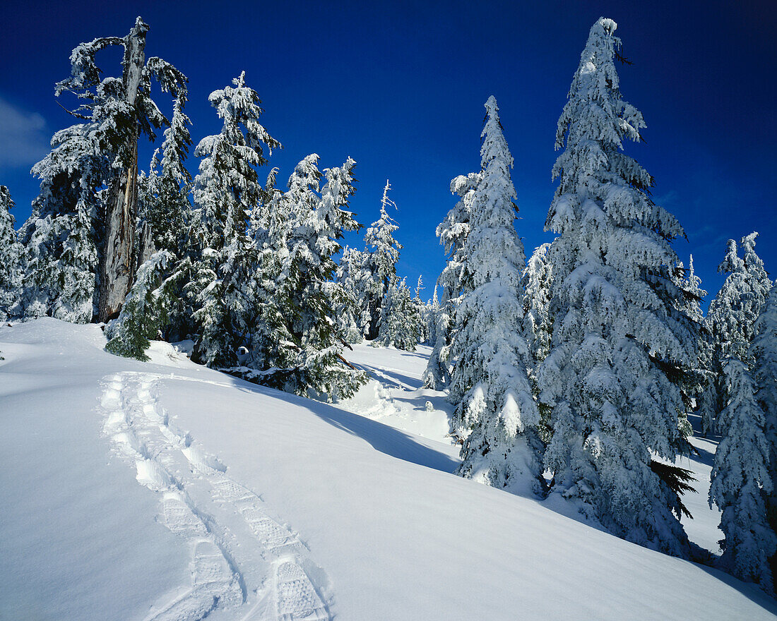 Schneeschuhspuren im Schnee auf dem Mount Hood an einem hellen Wintertag im Mount Hood National Forest, Oregon, Vereinigte Staaten von Amerika