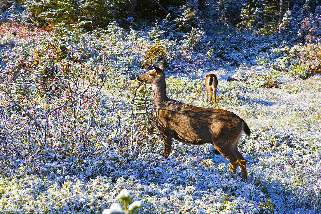 Zwei Rehe im schneebedeckten Herbstlaub im Mount Rainier National Park,Washington,Vereinigte Staaten von Amerika