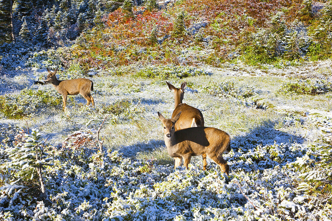 Drei Rehe im schneebedeckten Herbstlaub im Mount Rainier National Park,Washington,Vereinigte Staaten von Amerika