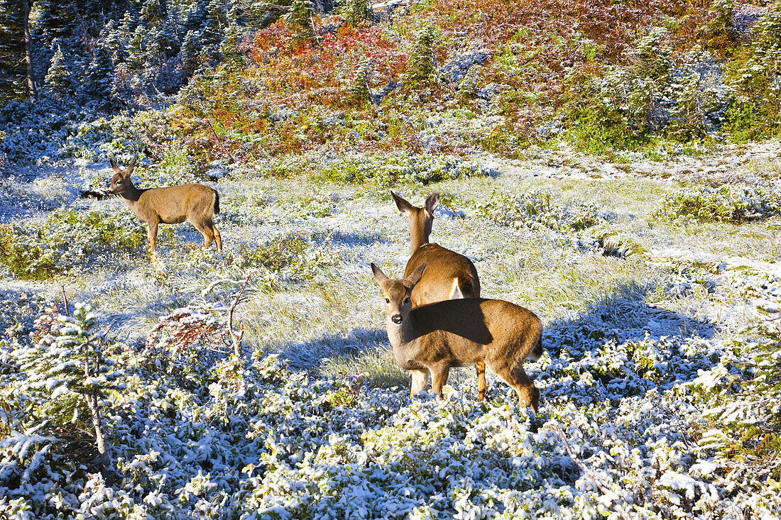 Three deer in snow-covered autumn foliage in Mount Rainier National Park,Washington,United States of America