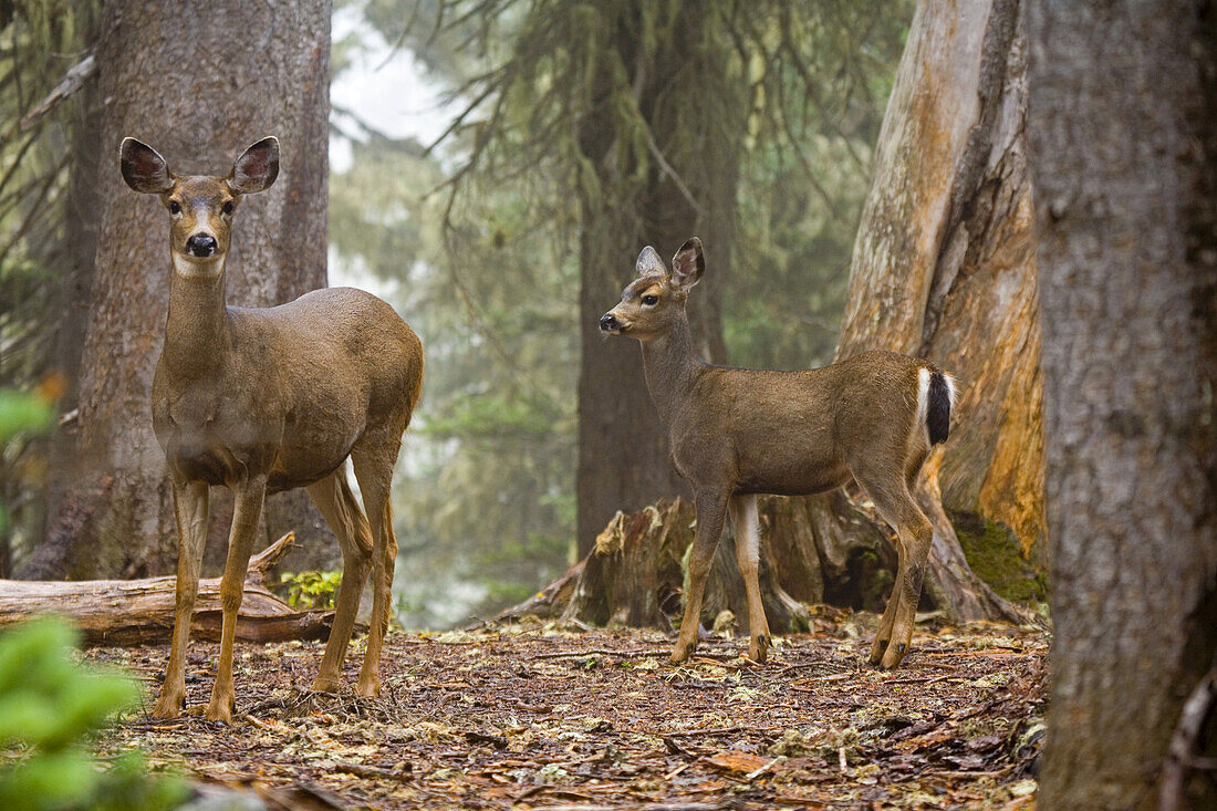 A deer stands looking alert and watchful towards the camera in a misty forest in autumn in Mount Rainier National Park,Washington,United States of America