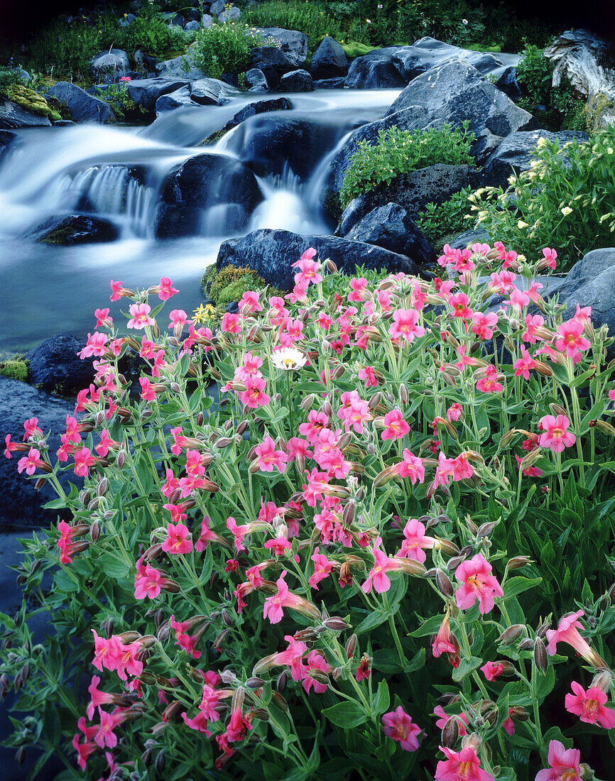 Kaskadierendes Wasser über Felsen und blühende rosa Affenblumen (Erythranthe) auf dem Mount Rainier, Mount Rainier National Park, Washington, Vereinigte Staaten von Amerika