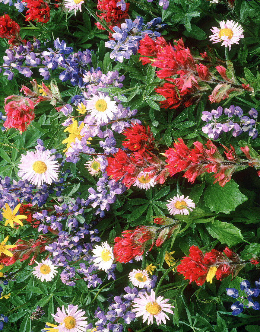 Nahaufnahme einer Vielzahl bunter, blühender Wildblumen auf einer Wiese am Mount Rainier, Mount Rainier National Park, Washington, Vereinigte Staaten von Amerika