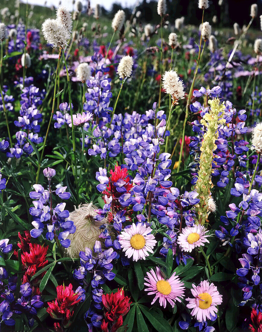 Nahaufnahme einer Vielzahl bunter Wildblumen, die auf einer Wiese blühen, Washington, Vereinigte Staaten von Amerika