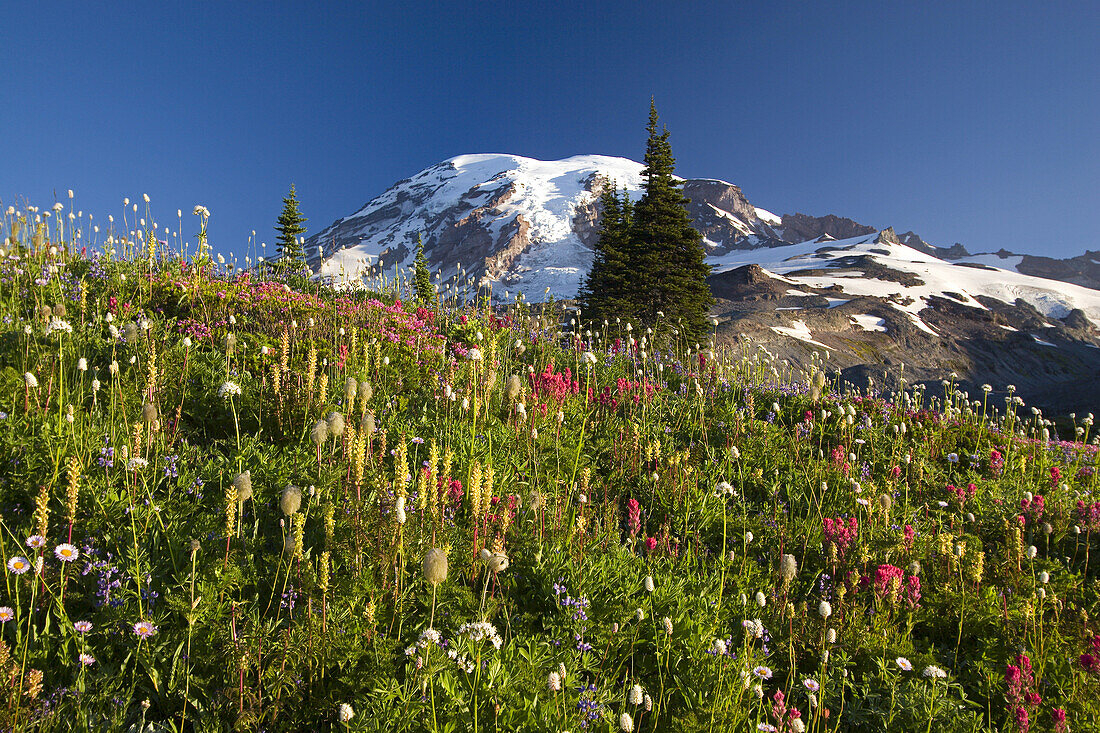 Colourful meadow of a variety of wildflowers blossoming on a mountainside  with the peak of Mount Rainier against a bright blue sky in Mount Rainier National Park,Washington,United States of America