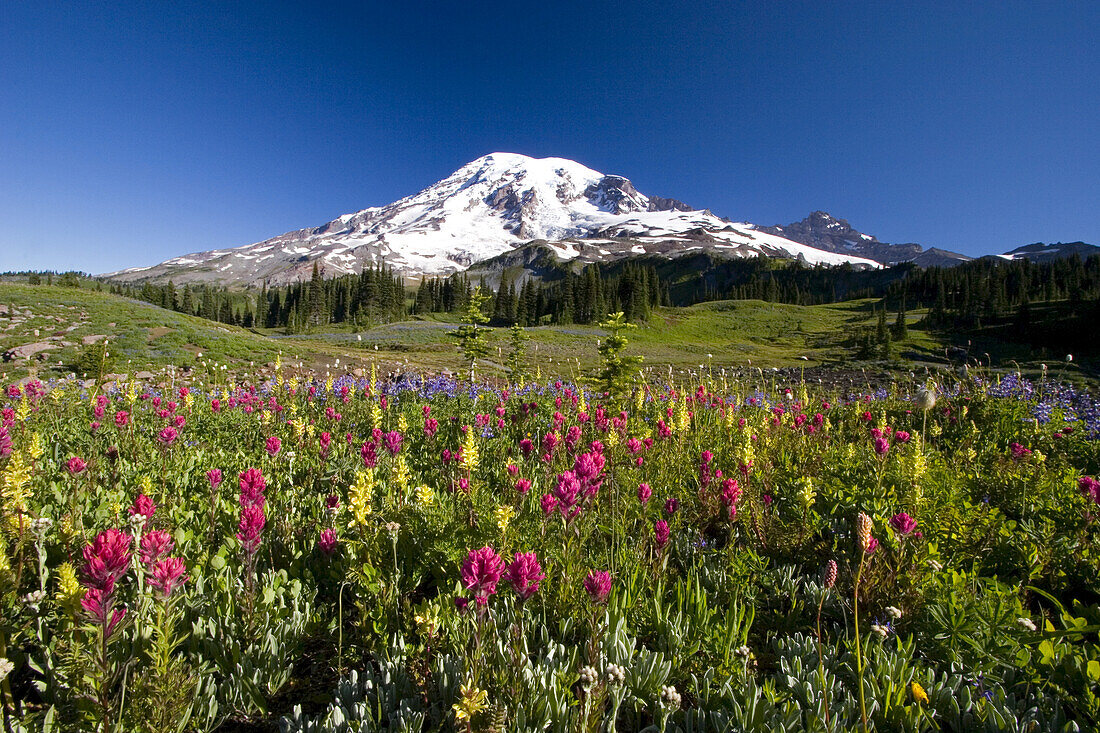 Colourful meadow of a variety of wildflowers blossoming on a mountainside  with the peak of Mount Rainier against a bright blue sky in Mount Rainier National Park,Washington,United States of America