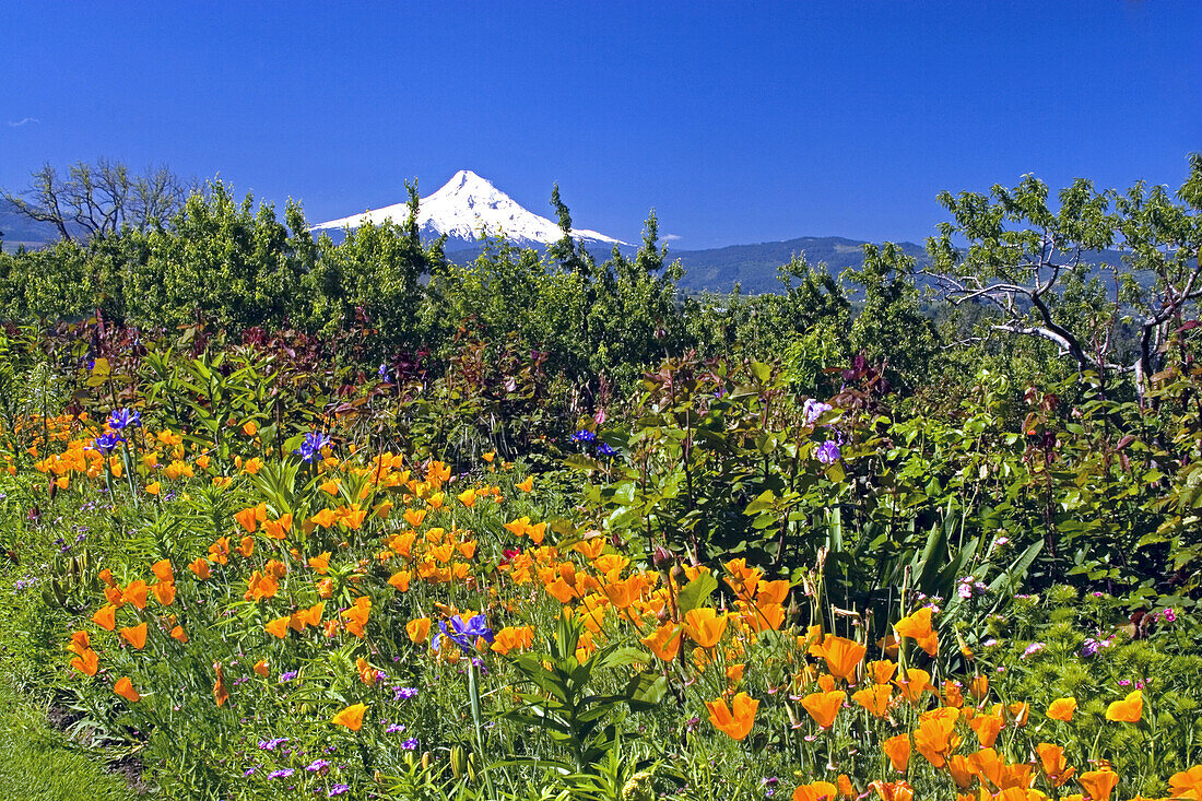 Schneebedeckter Mount Hood in der Ferne vor einem strahlend blauen Himmel mit blühenden Wildblumen, darunter Kalifornischer Mohn (Eschscholzia californica), im Vordergrund, Oregon, Vereinigte Staaten von Amerika
