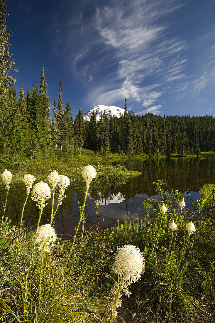 Der Gipfel und der Schnee des Mount Rainier spiegeln sich im Reflection Lake mit dem am Ufer wachsenden Bärengras (Xerophyllum tenax) im Vordergrund, Mount Rainier National Park,Washington,Vereinigte Staaten von Amerika