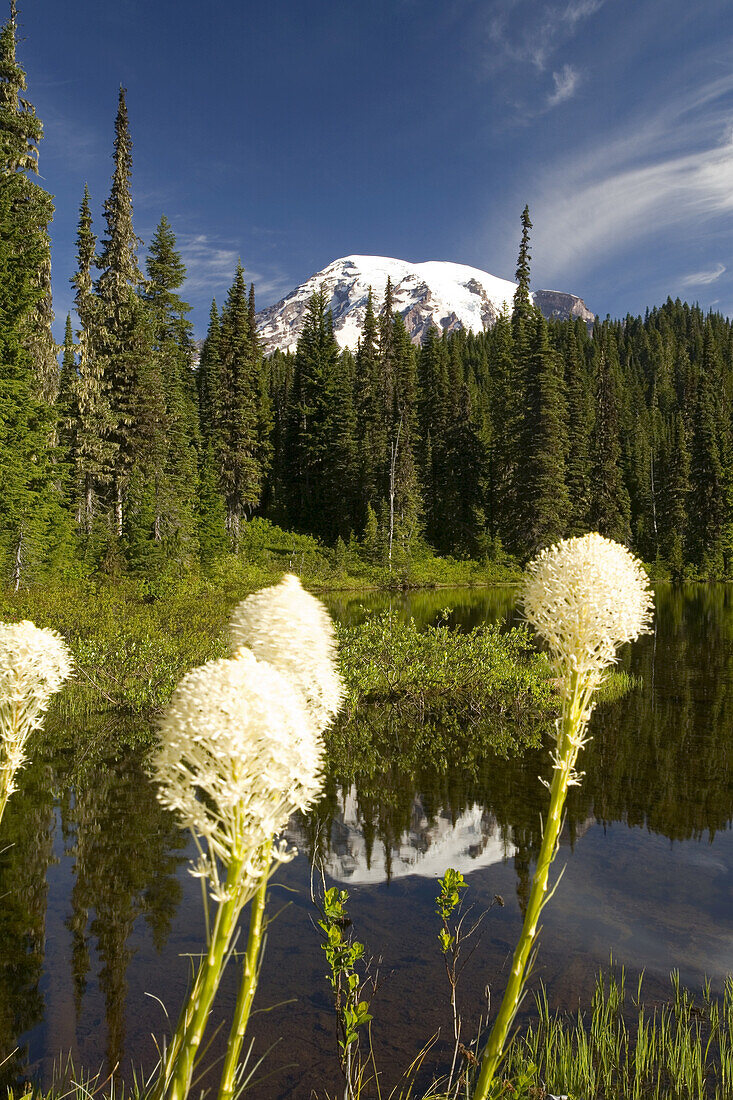 The peak and snow on Mount Rainier reflected in Reflection Lake with bear grass (Xerophyllum tenax) growing on the shore in the foreground,Mount Rainier National Park,Washington,United States of America