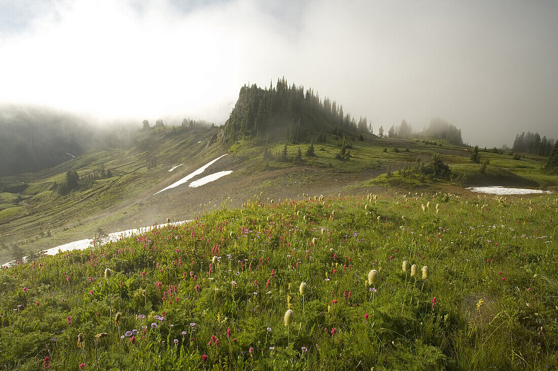 Eine Fülle von blühenden Wildblumen auf einer alpinen Wiese im Nebel in der Cascade Range, Mount Rainier National Park, Washington, Vereinigte Staaten von Amerika