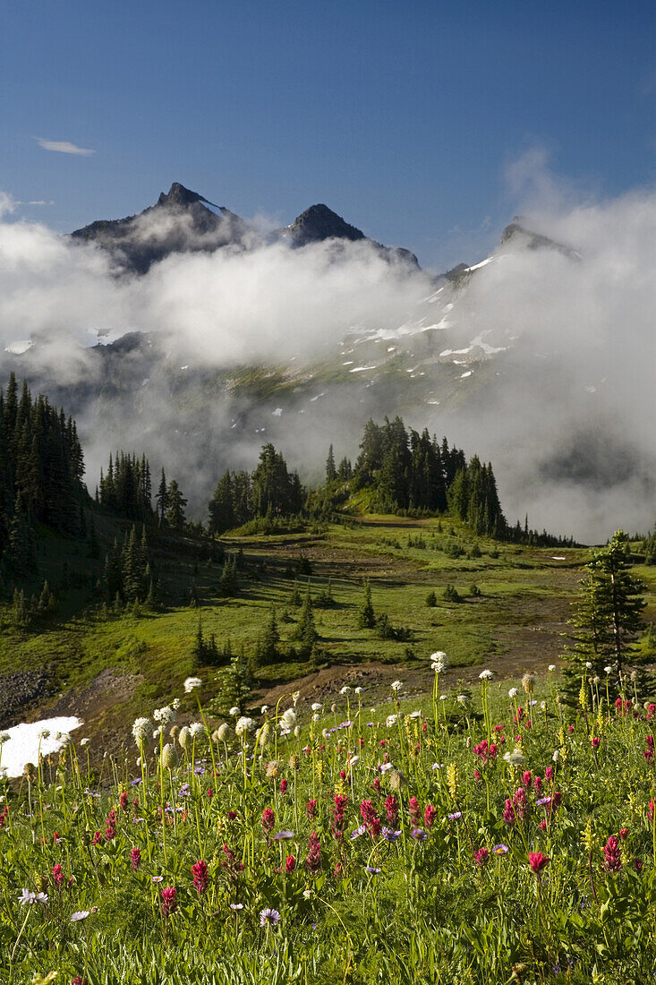 Eine Fülle von blühenden Wildblumen auf einer alpinen Wiese in der Cascade Range mit Wolken, die die Bergkette verdunkeln, Mount Rainier National Park, Washington, Vereinigte Staaten von Amerika
