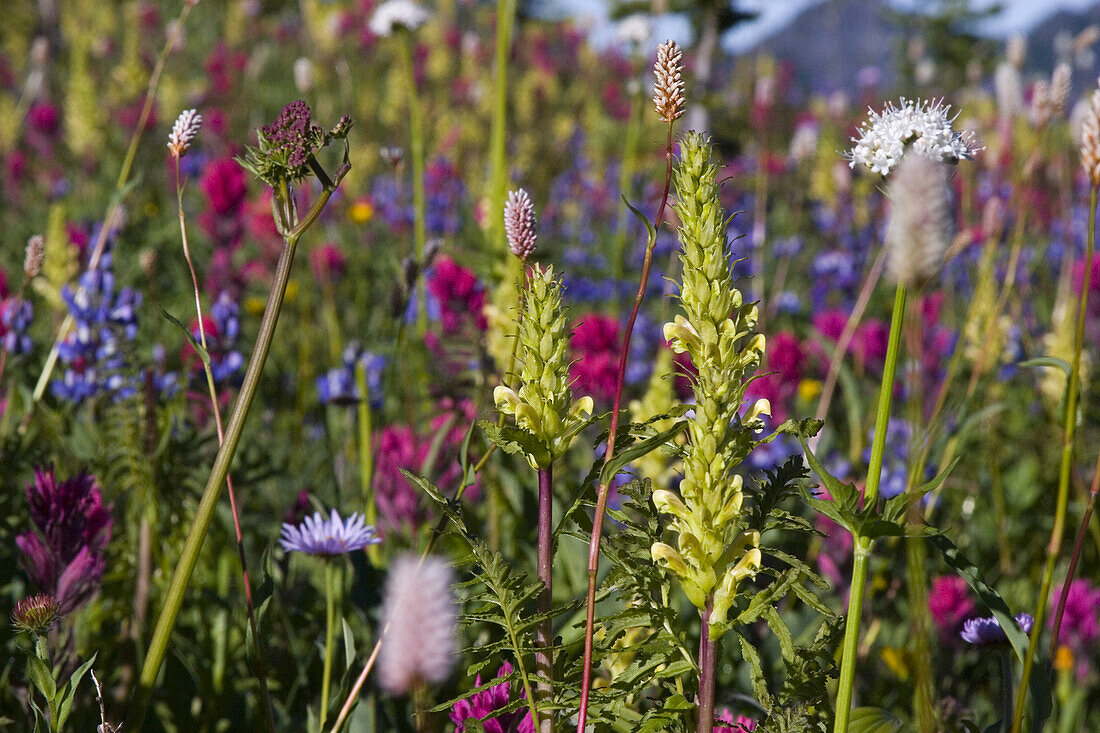 Close-up of beautiful wildflowers blossoming in an alpine meadow,Mount Rainier National Park,Washington,United States of America