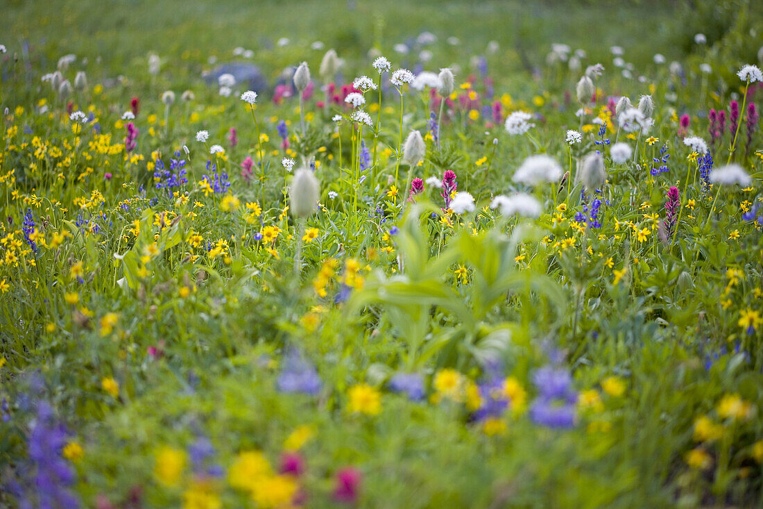 Close-up of beautiful wildflowers blossoming in an alpine meadow,Mount Rainier National Park,Washington,United States of America