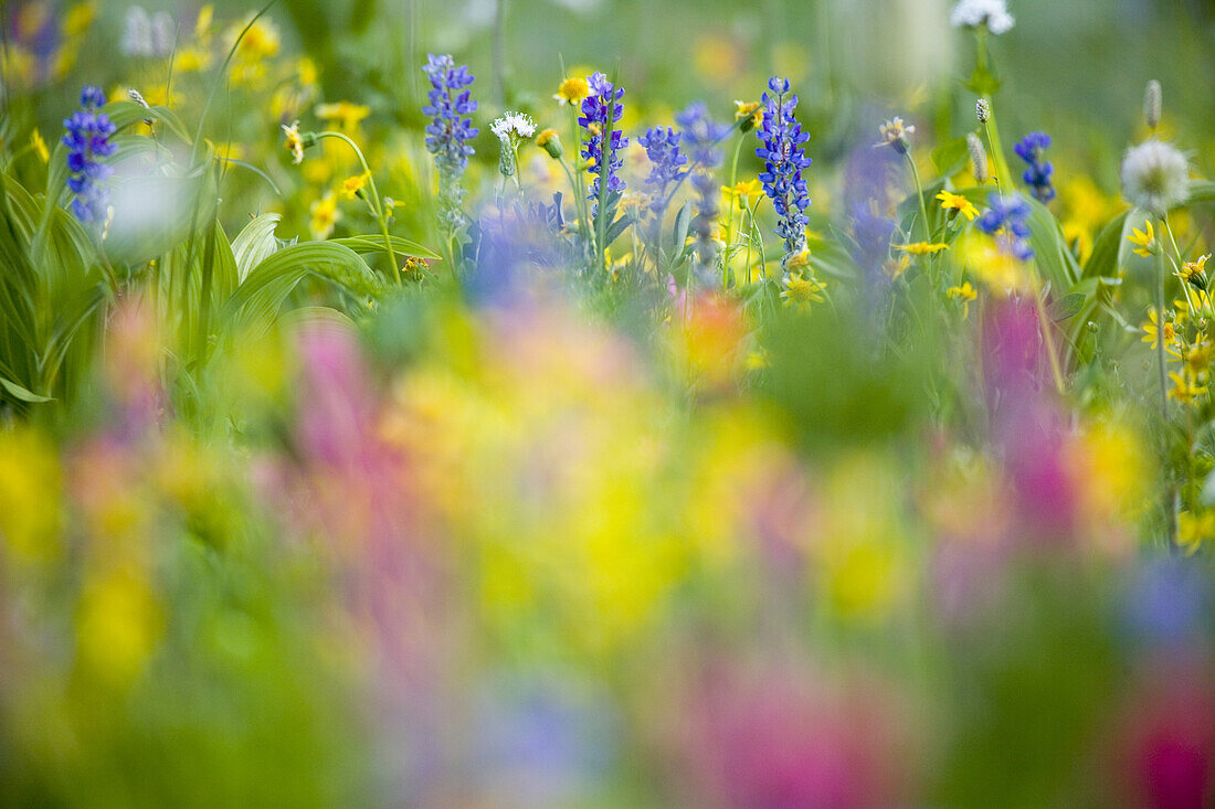 Close-up of beautiful wildflowers blossoming in an alpine meadow,Mount Rainier National Park,Washington,United States of America