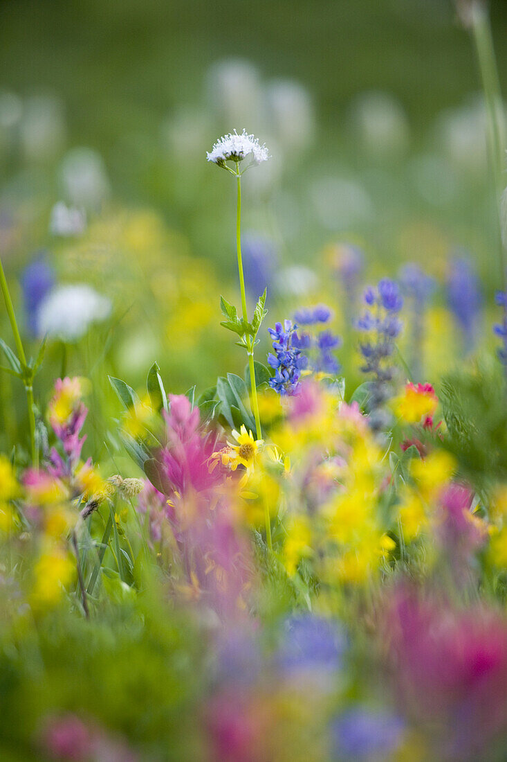 Nahaufnahme von blühenden Wildblumen auf einer alpinen Wiese, Mount Rainier National Park, Washington, Vereinigte Staaten von Amerika