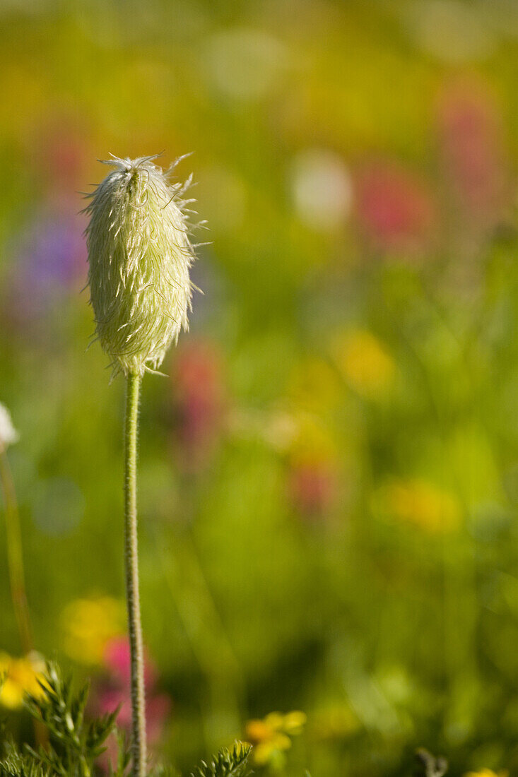 Unique white wildflower with colourful blurred background in Mount Rainer National Park,Washington,United States of America