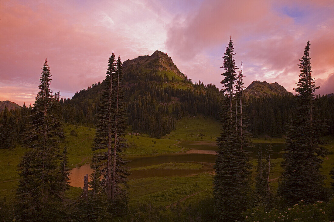 Sunrise beauty in Mount Rainier National Park with a glowing pink sky and a forested mountain peak,Washington,United States of America