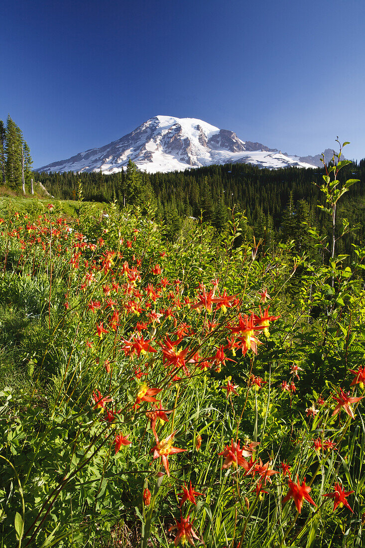 Alpinwiese und schneebedeckter Mount Rainier im Mount Rainier National Park,Washington,Vereinigte Staaten von Amerika