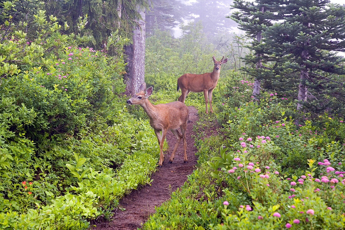 Two deer standing on a hiking trail in an alpine forest with blossoming wildflowers and fog,Paradise Park,Mount Rainier National Park,Washington,United States of America