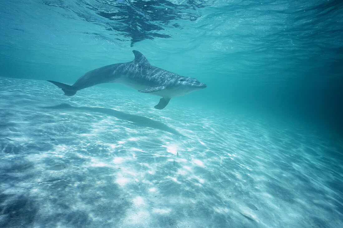 A Common Bottlenose Dolphin (Tursiops truncatus) swimming in the turquoise water in the shallow area off the Bay Islands in the Caribbean,Roatan,Honduras