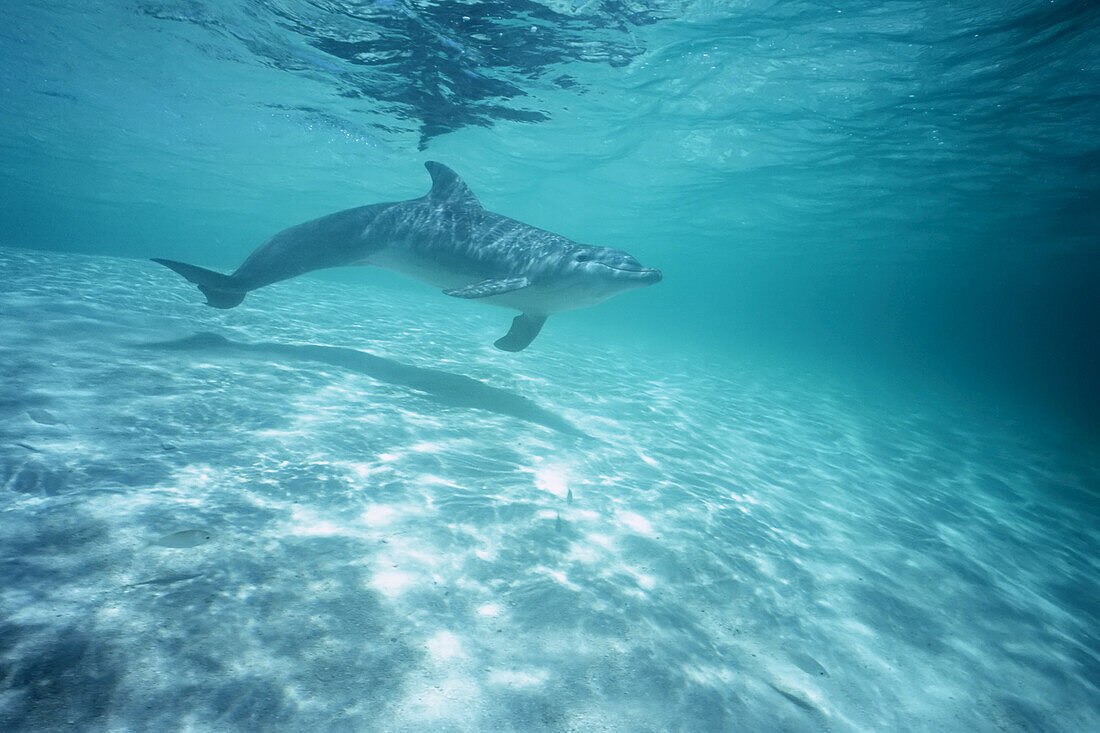 Ein Großer Tümmler (Tursiops truncatus) schwimmt im türkisfarbenen Wasser im flachen Bereich vor den Bay Islands in der Karibik, Roatan, Honduras